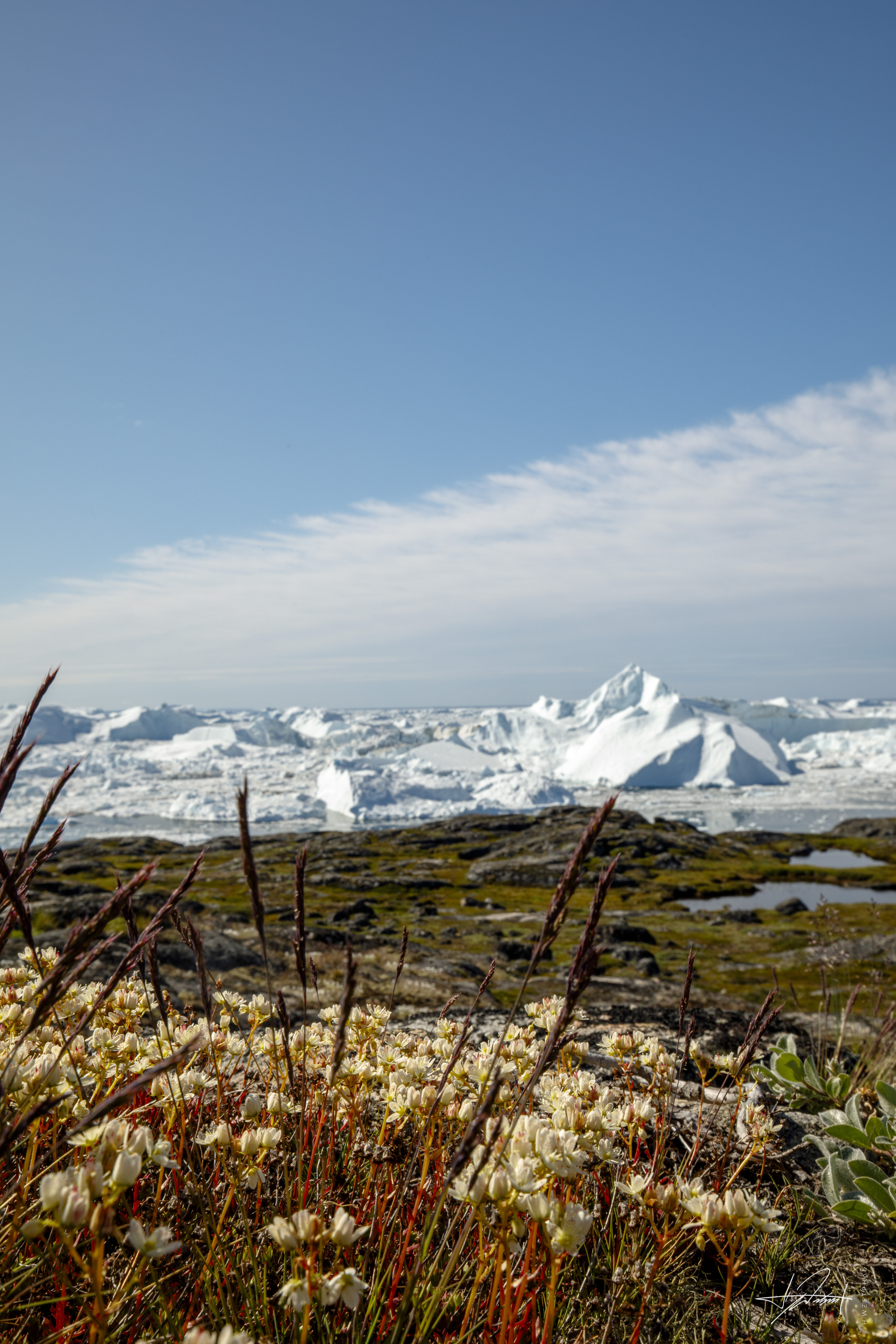 Arctic flowers above Disko Bay