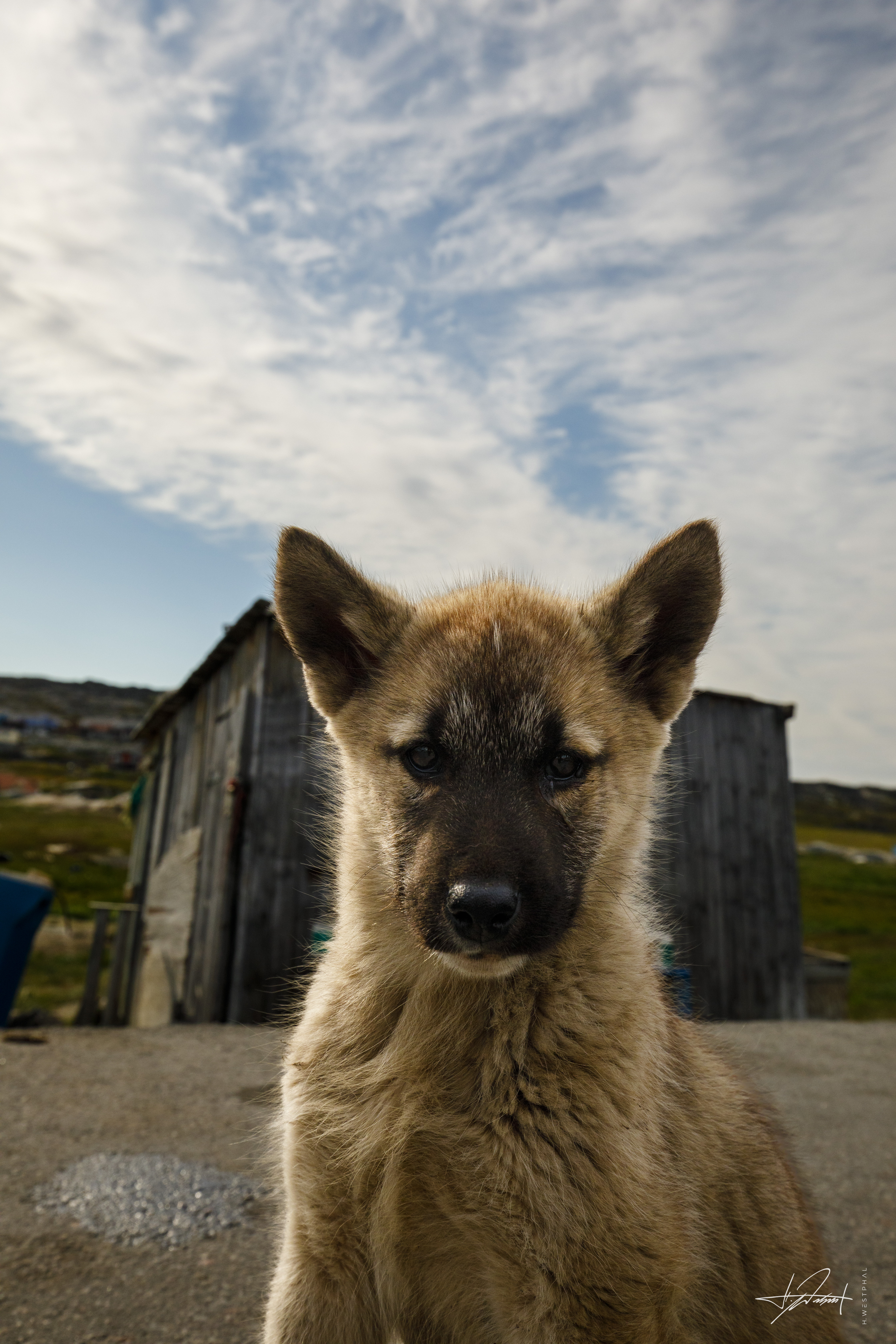 Sled dog puppy, Ilulissat