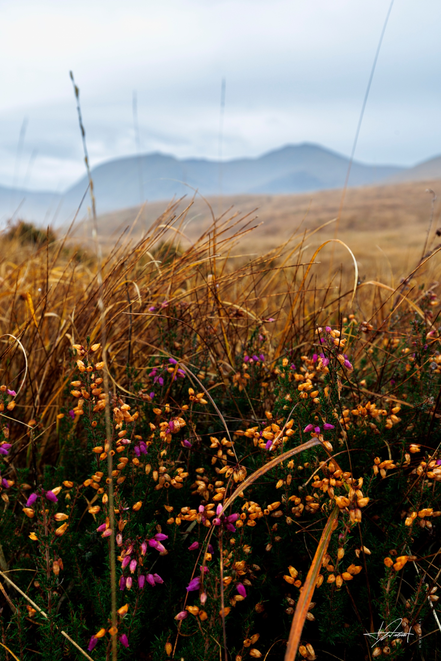 Heather, Scotland