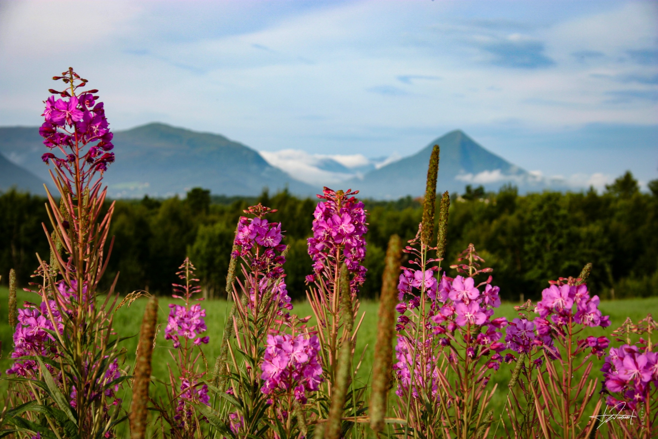 Fireweed below the fjord mountains, Norway
