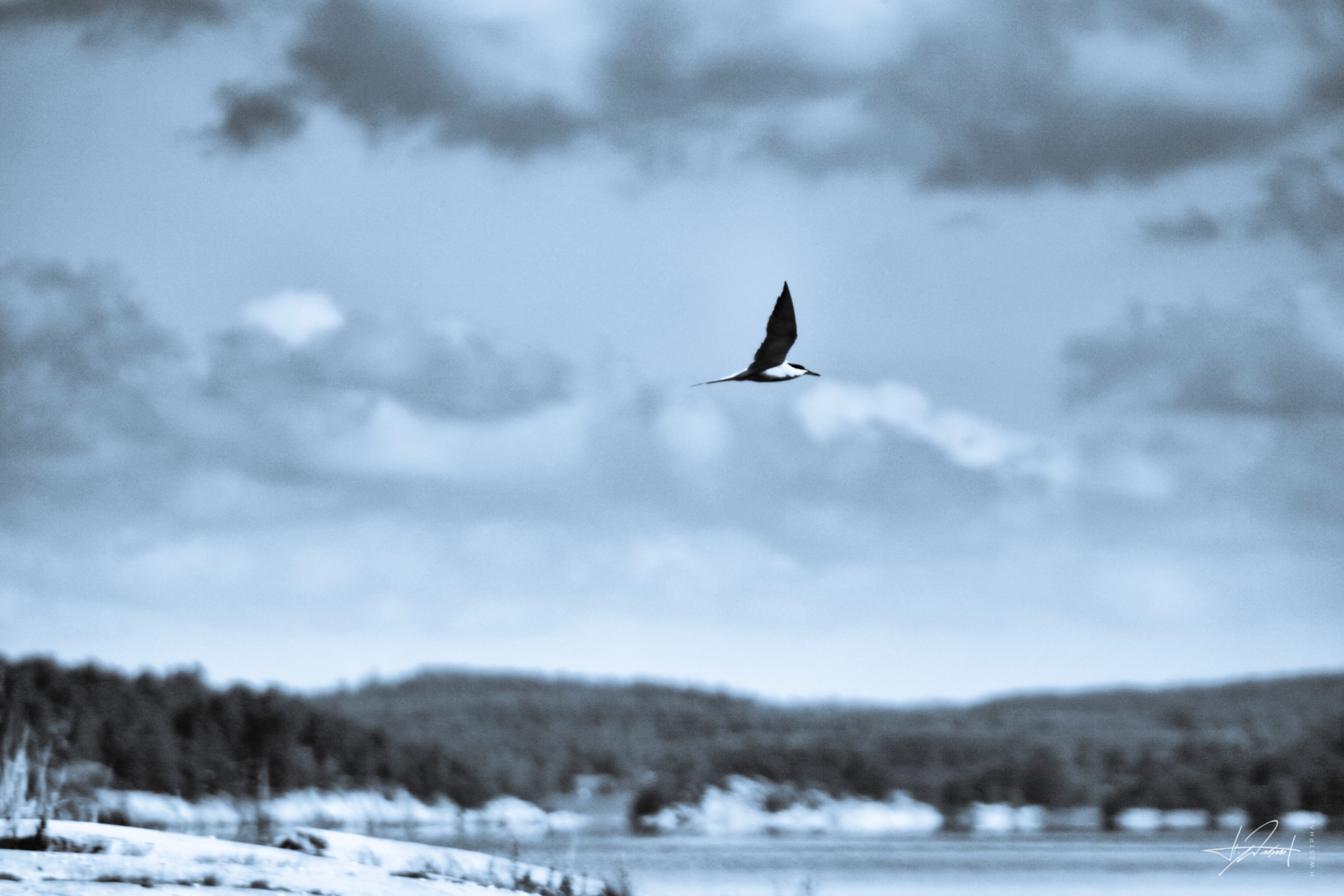 Tern over the fjord, Norway