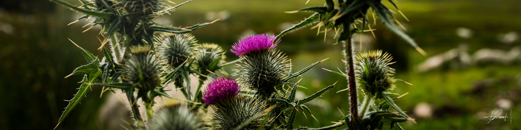 Thistle